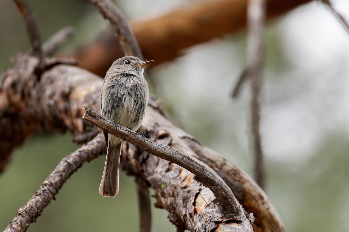 Moucherolle gris - ML643959088