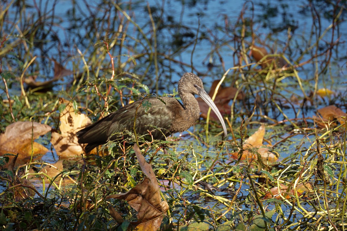 White-faced Ibis - ML643959091
