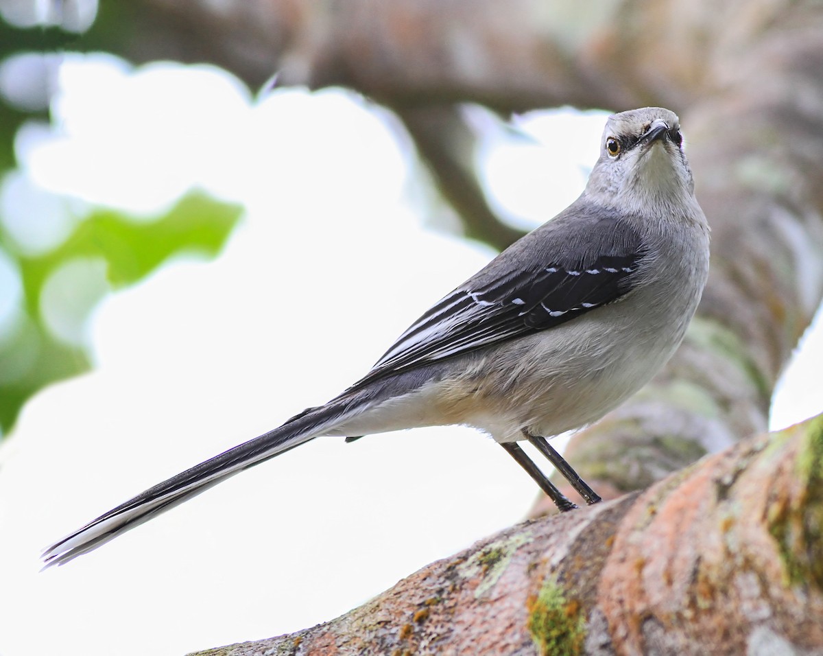 Tropical Mockingbird - ML643959095