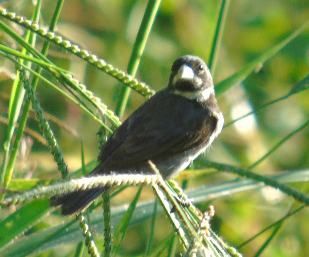 Double-collared Seedeater - ML643959098