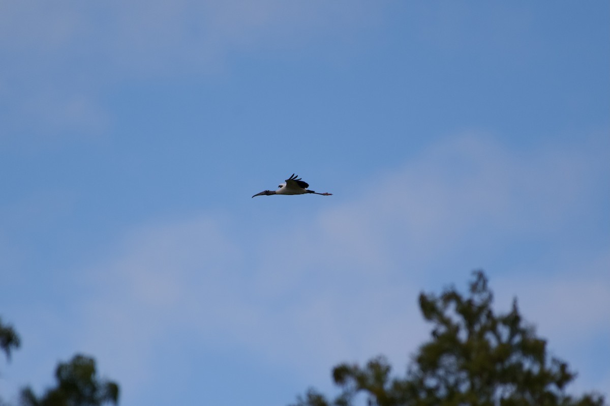 Wood Stork - ML643959099