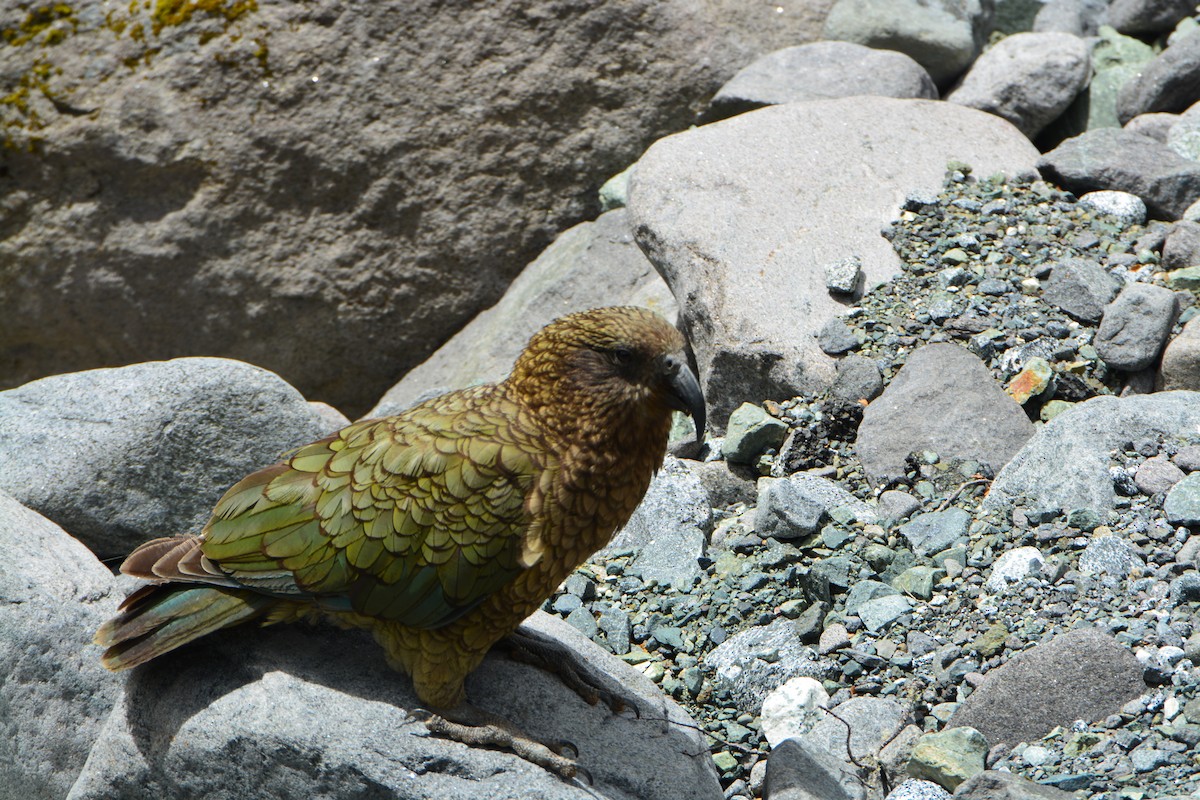 Kea - ML643959105
