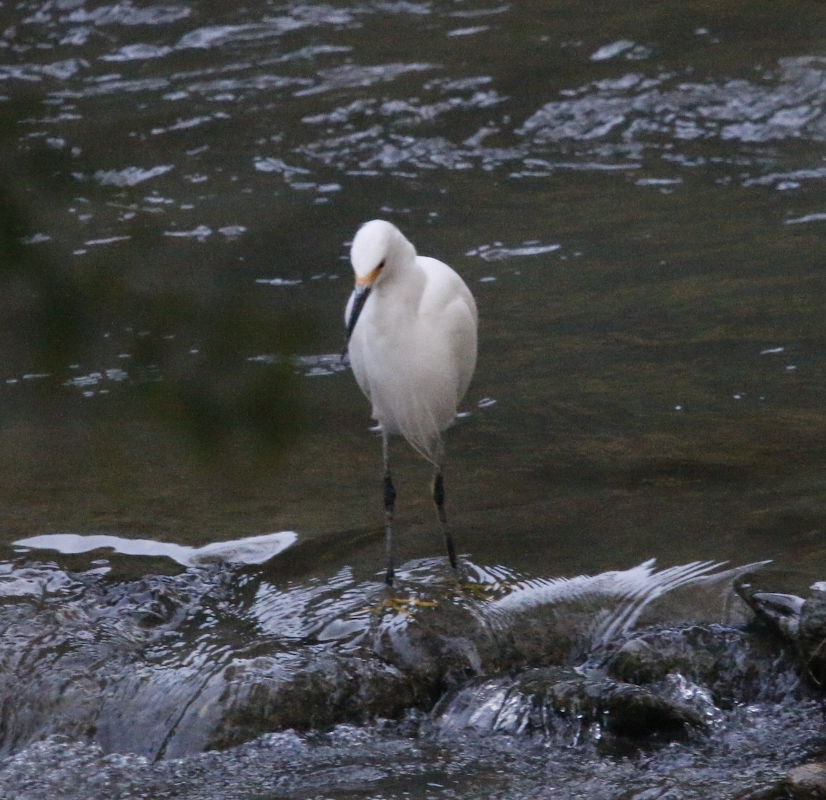 Snowy Egret - ML643959107