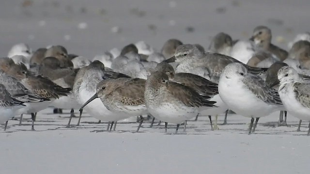 Dunlin - ML643959111