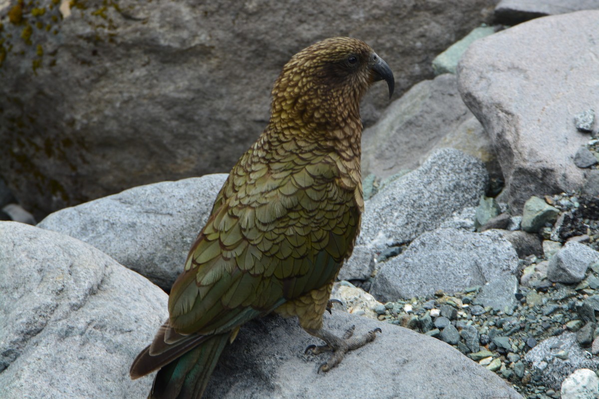 Kea - ML643959114
