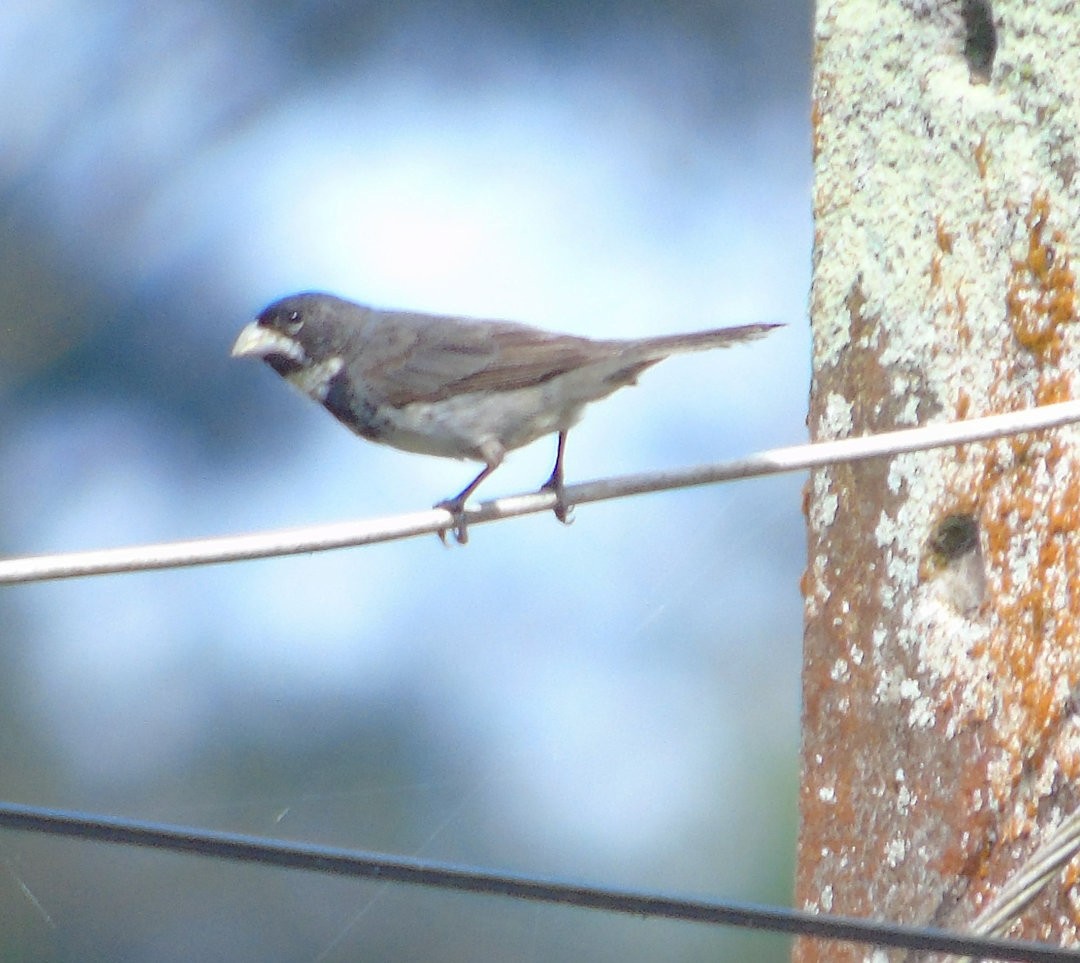 Double-collared Seedeater - ML643959120