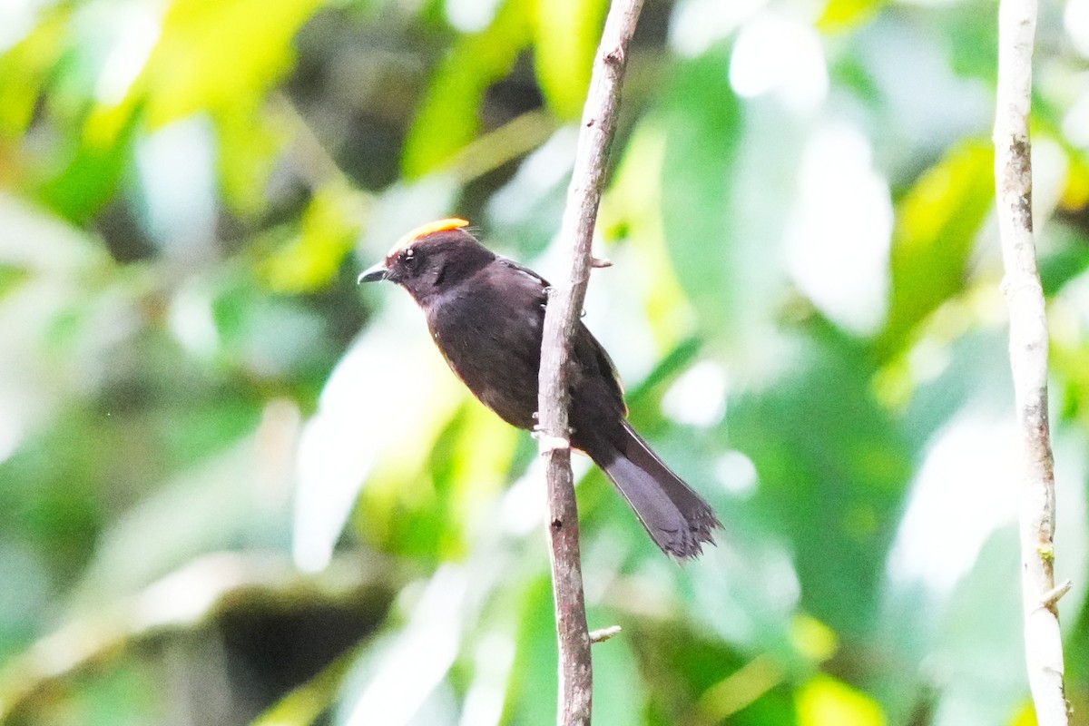 Rufous-capped Antthrush - ML643959135