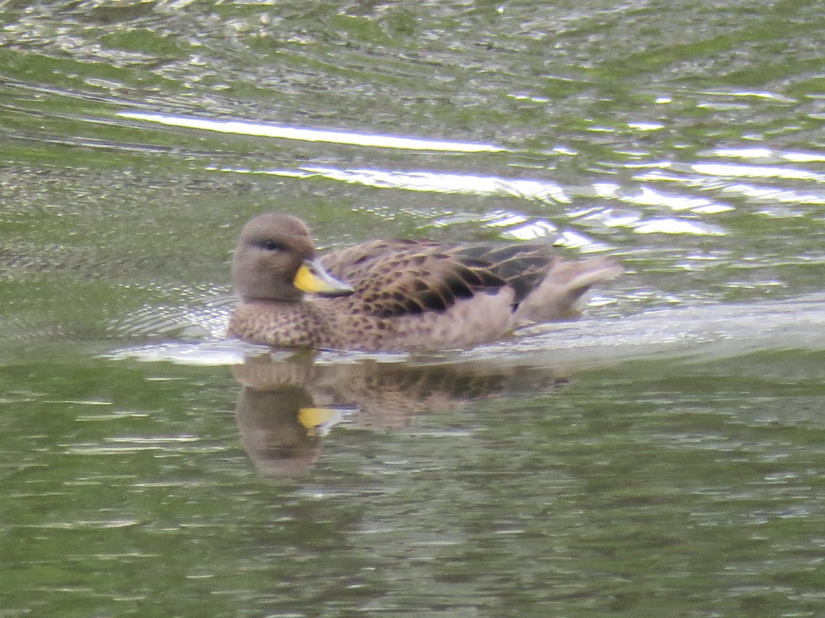 Yellow-billed Teal - ML643959149