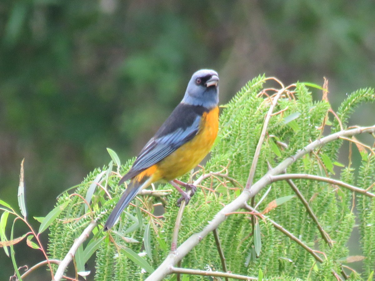 Blue-and-yellow Tanager - ML643959151