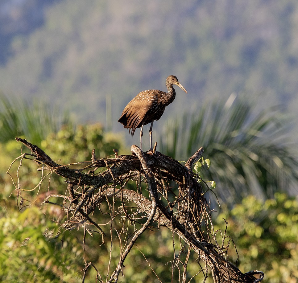 Limpkin (Speckled) - ML643959155