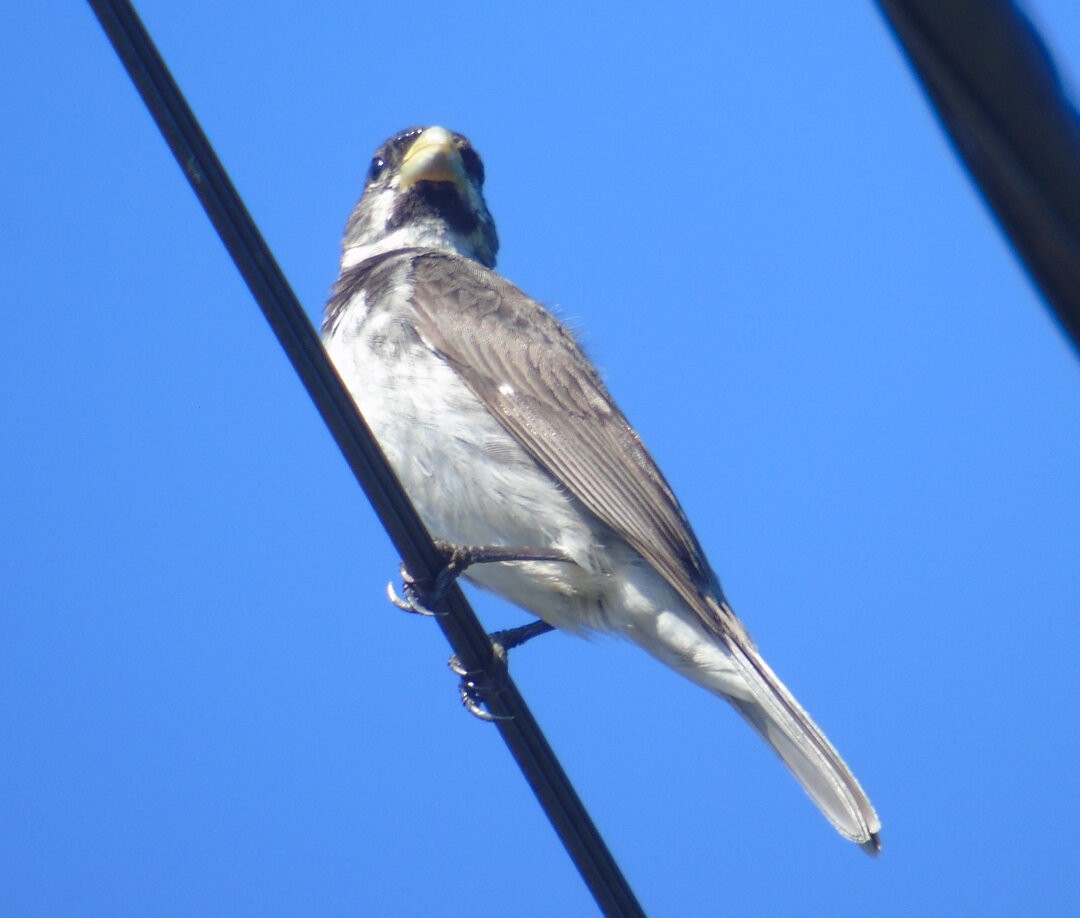 Double-collared Seedeater - ML643959157
