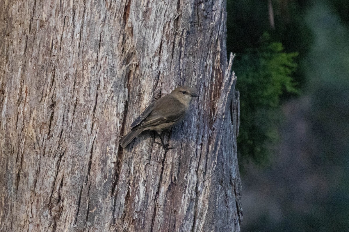 Dusky Robin - ML643959158