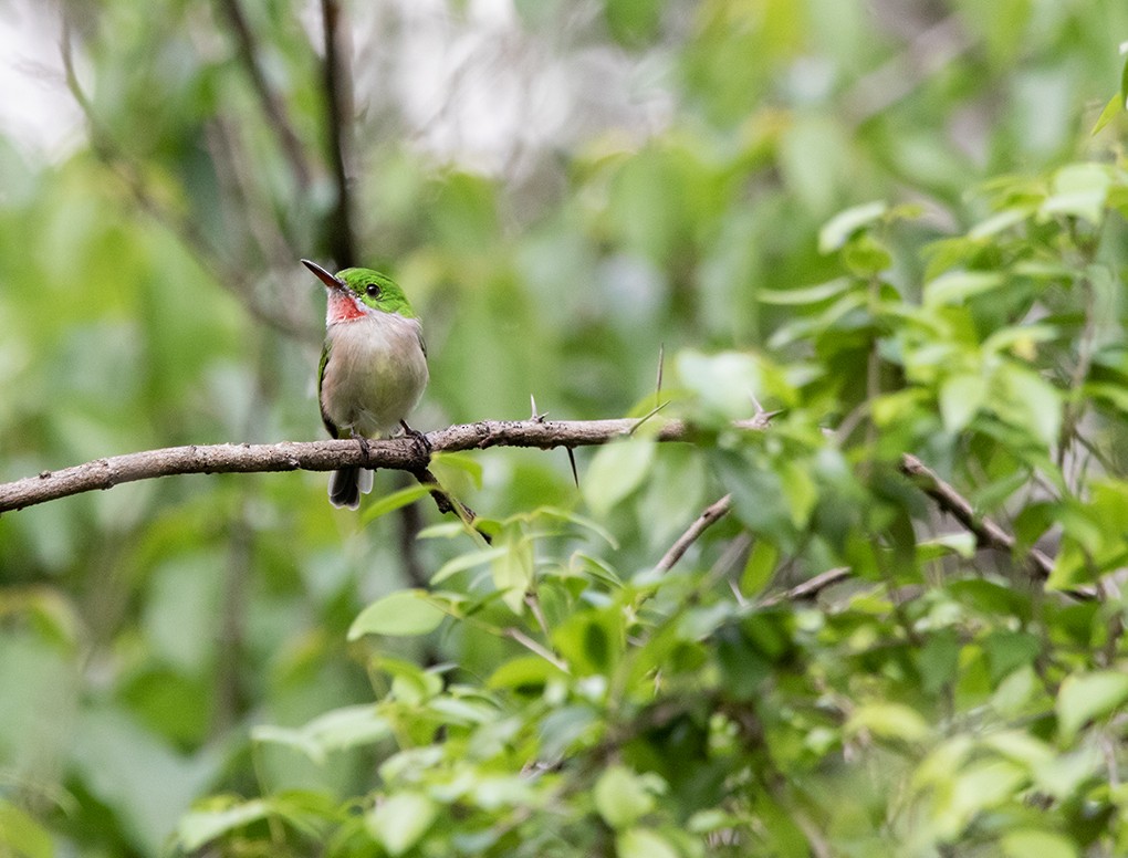 Ширококлювый тоди - ML643959163