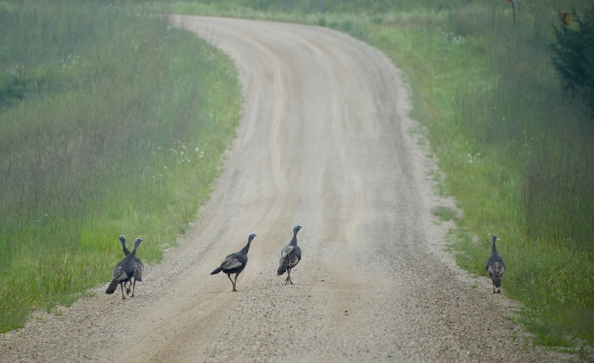 Wild Turkey - ML643959173