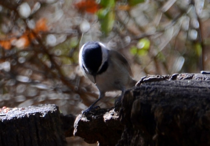 Carolina Chickadee - ML643959183