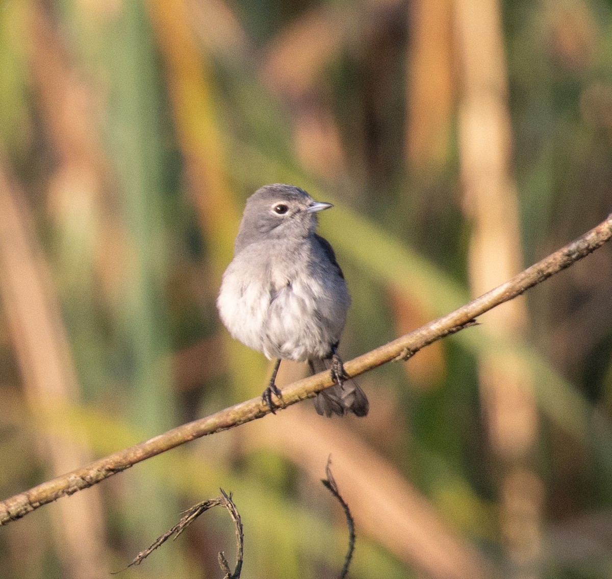 White-eyed Slaty-Flycatcher - ML643959184