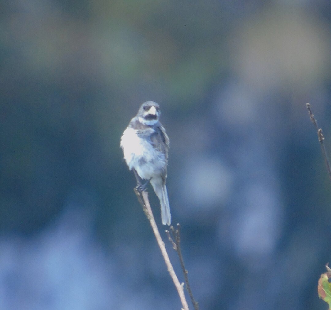 Double-collared Seedeater - ML643959186