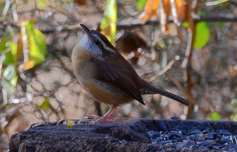Carolina Wren - ML643959188
