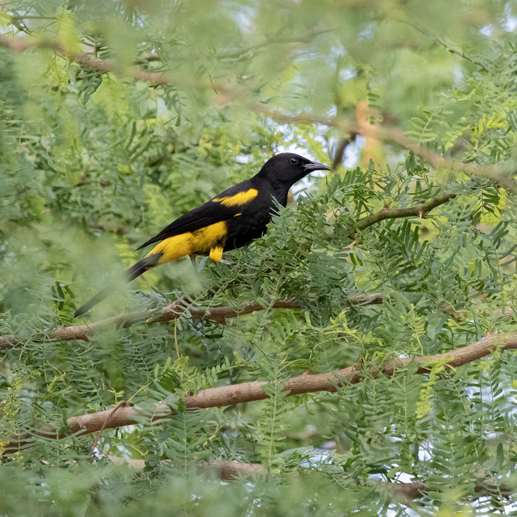Hispaniolan Oriole - ML643959191