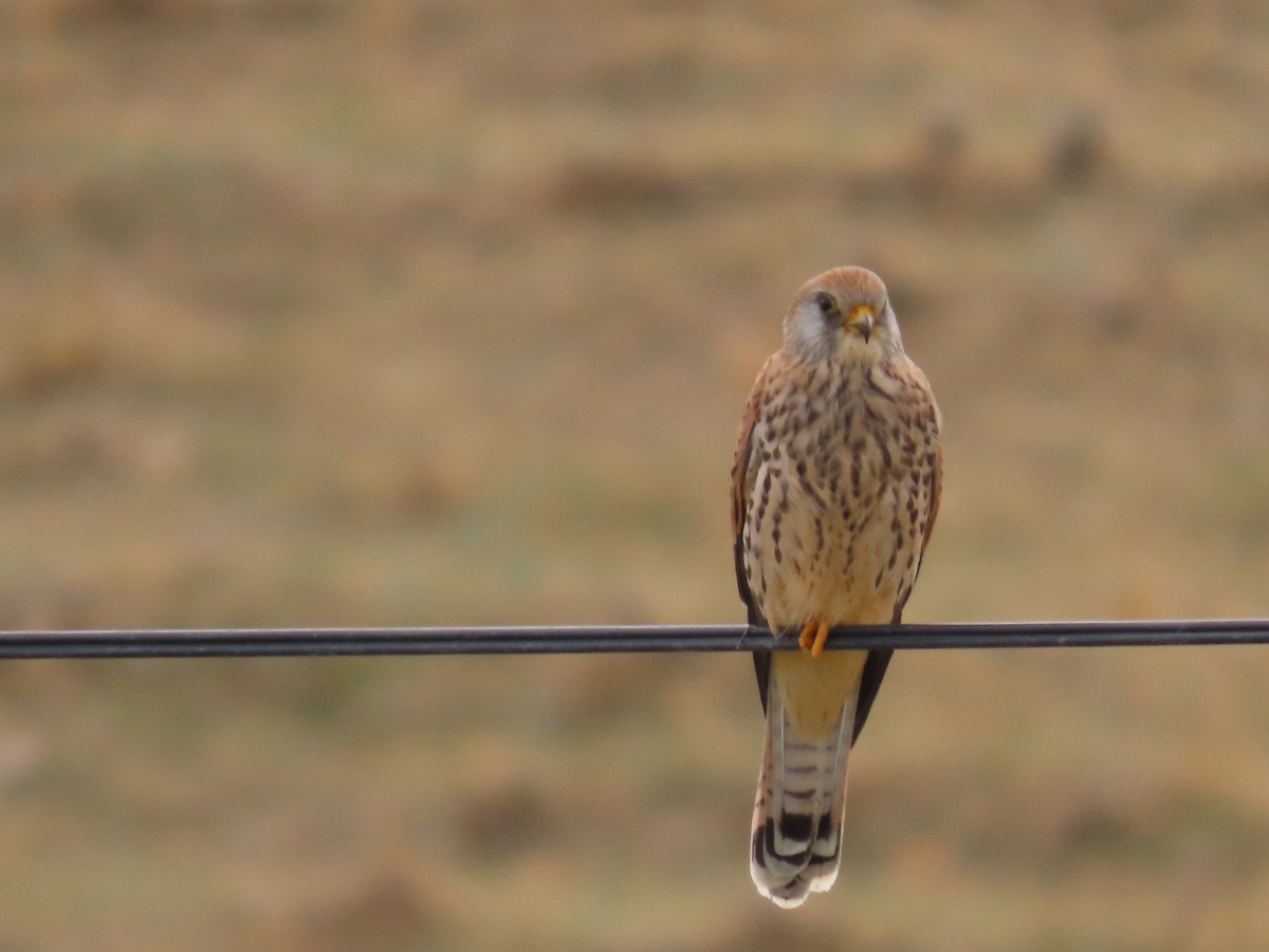 Lesser Kestrel - ML643959194