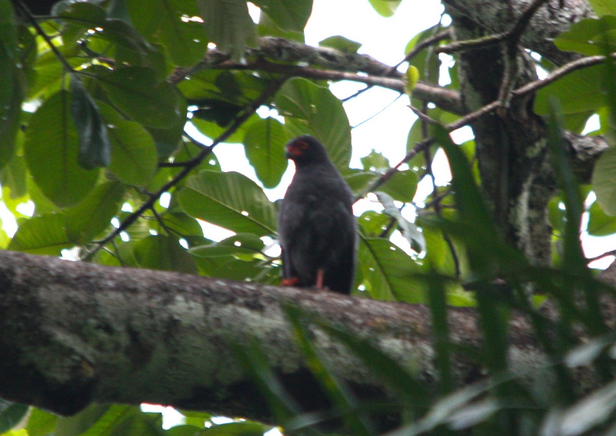 Buse ardoisée - ML643959196