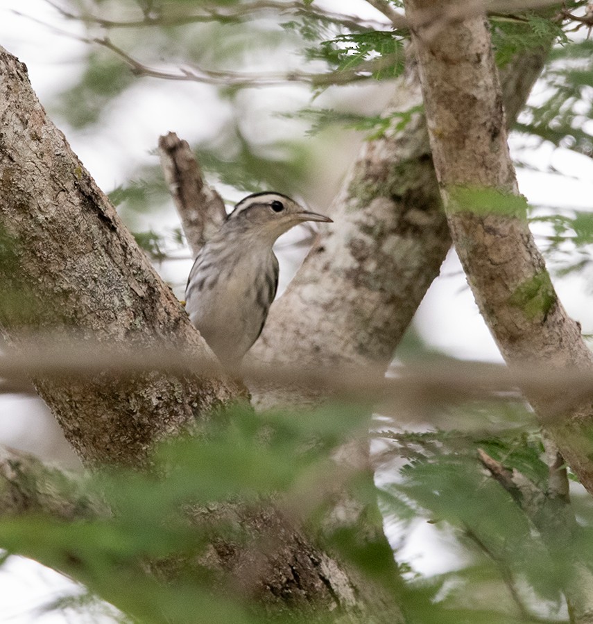 Black-and-white Warbler - ML643959200