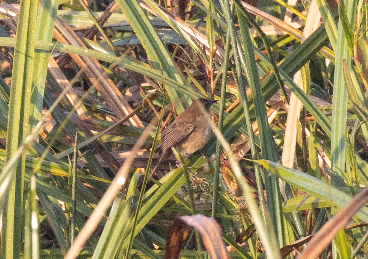 Little Rush Warbler - ML643959201