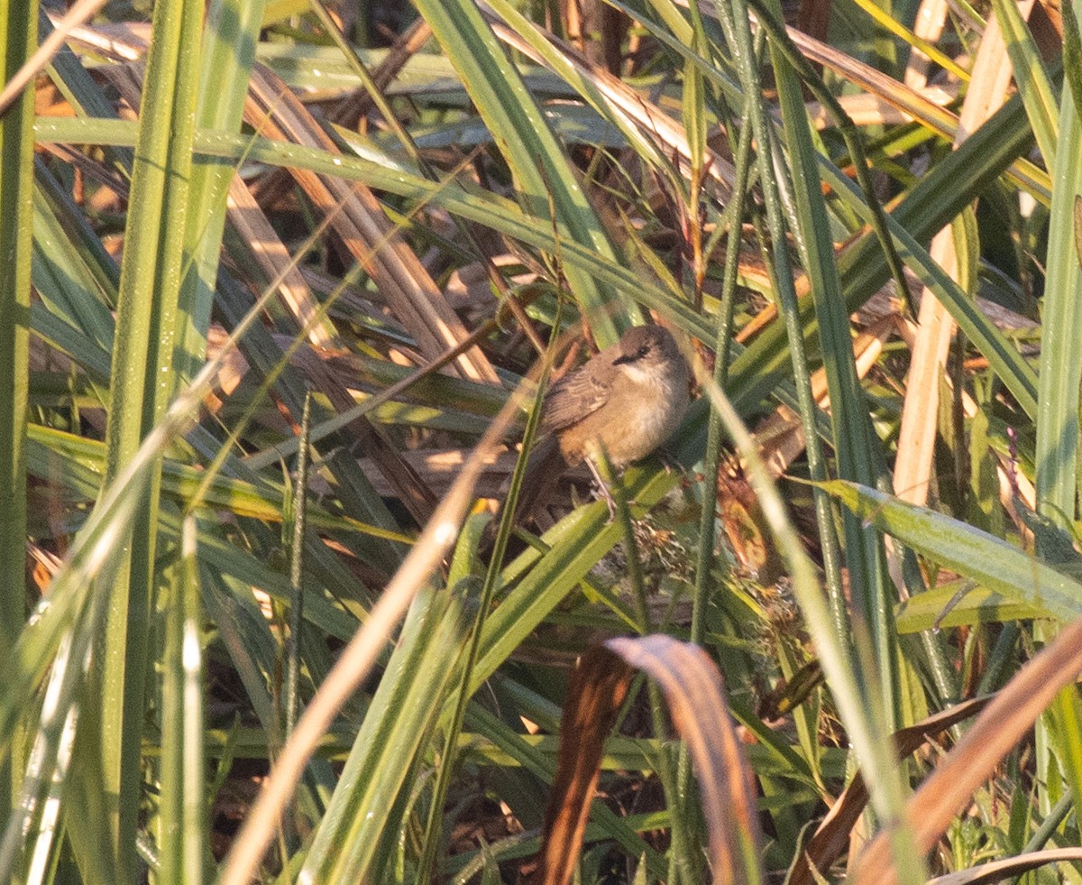 Little Rush Warbler - ML643959202