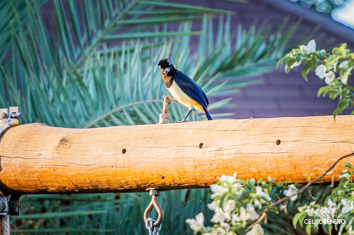 Plush-crested Jay - ML643959212