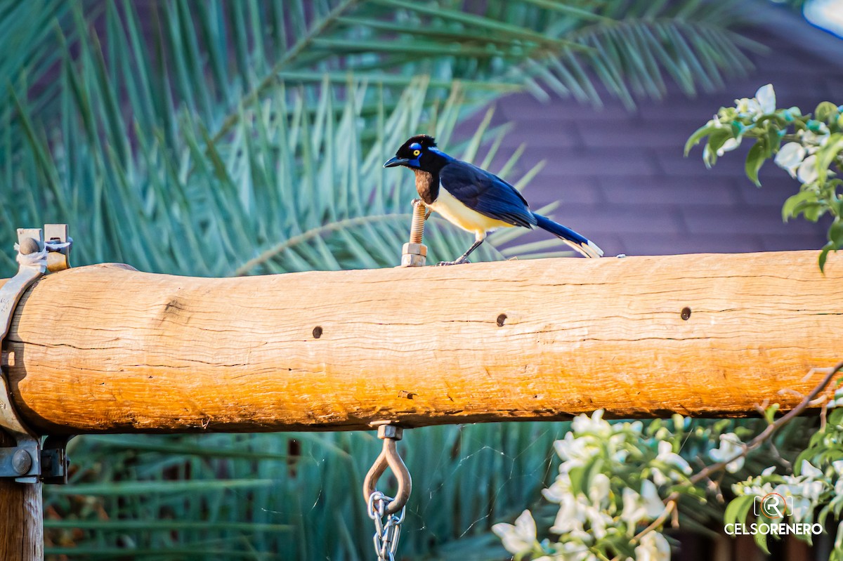 Plush-crested Jay - ML643959213