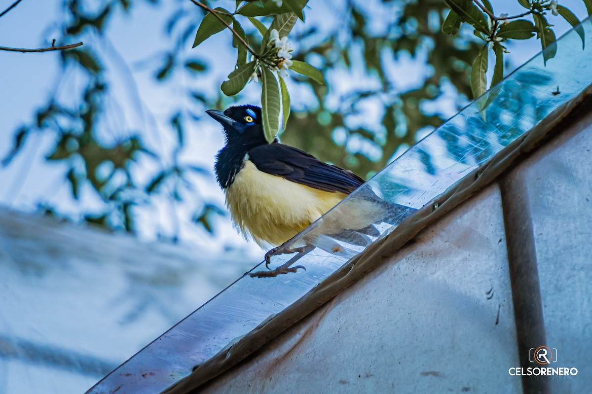 Plush-crested Jay - ML643959214
