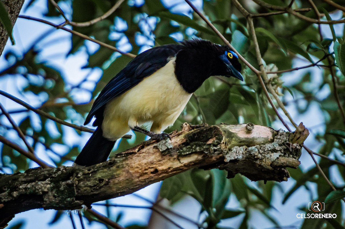 Plush-crested Jay - ML643959215