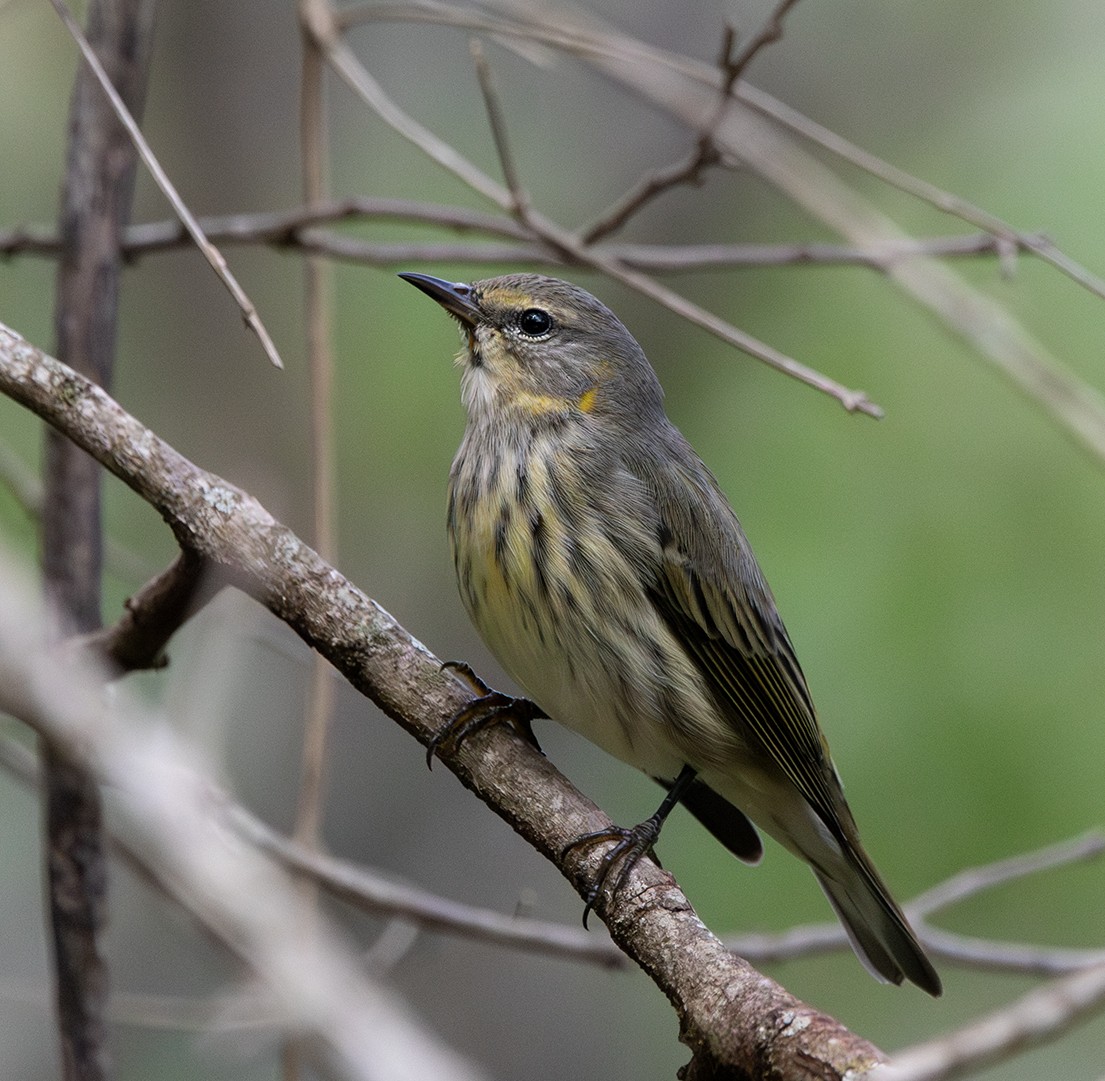 Cape May Warbler - ML643959222