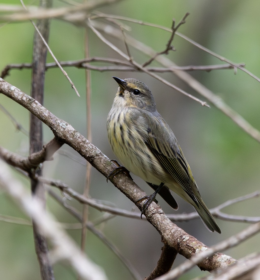 Cape May Warbler - ML643959223
