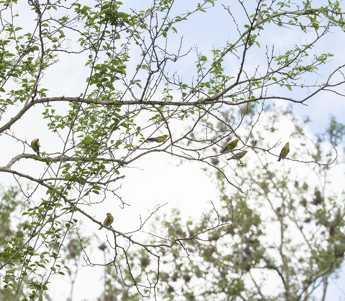 Cape May Warbler - ML643959231