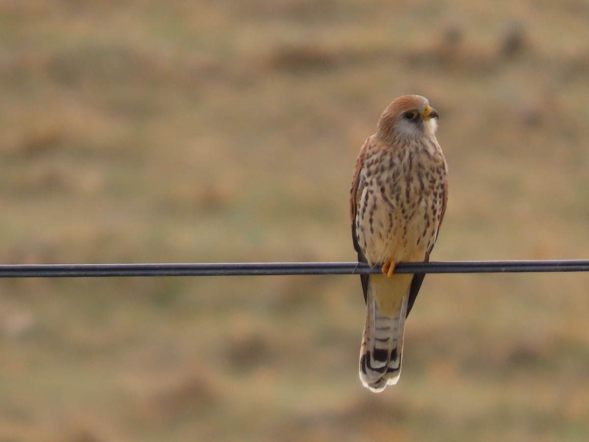 Lesser Kestrel - ML643959236