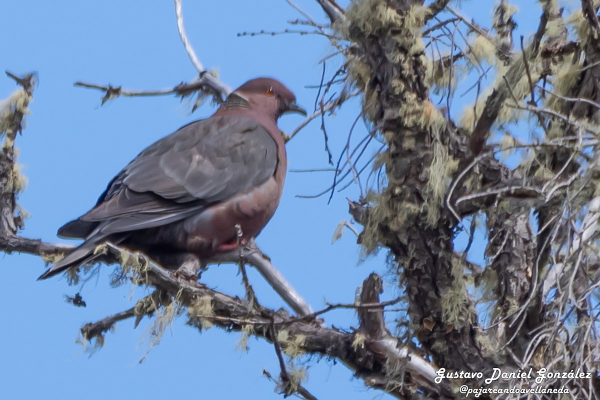Chilean Pigeon - ML643959242