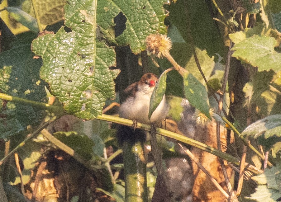 Fawn-breasted Waxbill - ML643959243