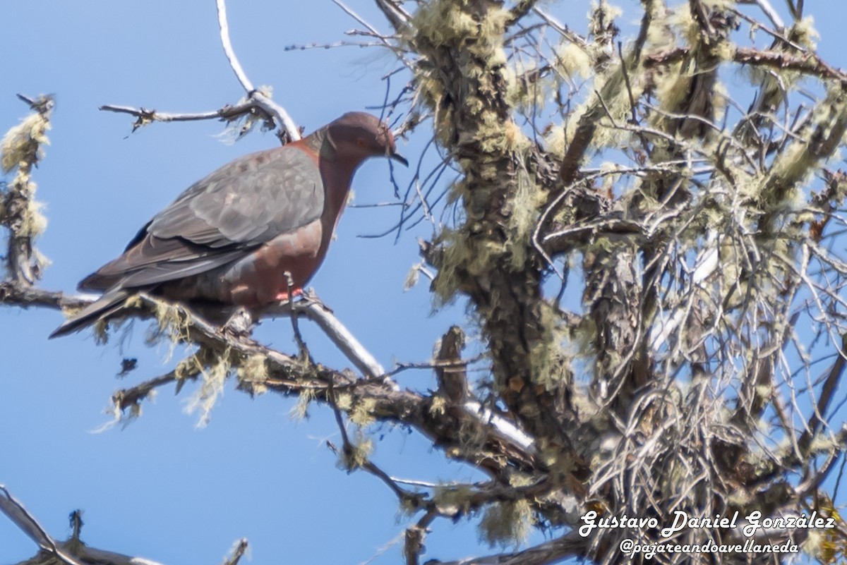 Chilean Pigeon - ML643959244