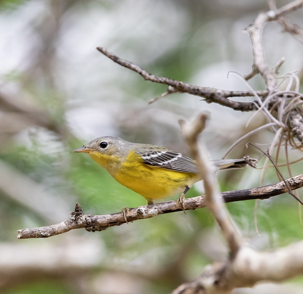 Magnolia Warbler - ML643959245