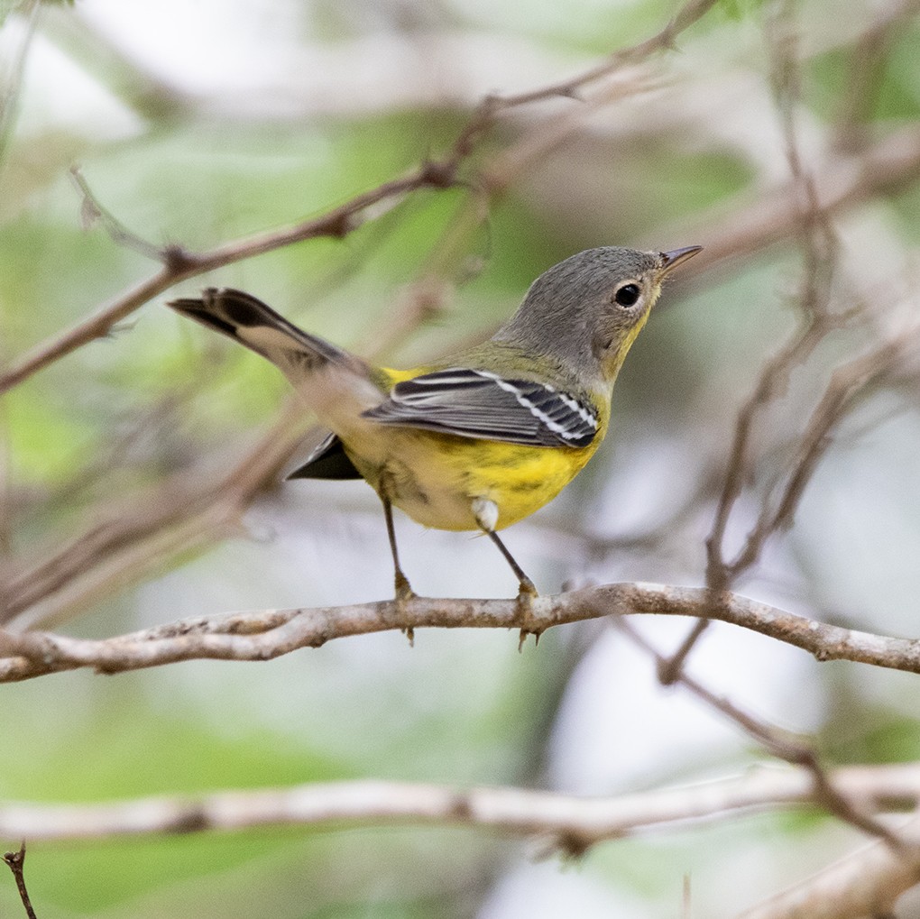 Magnolia Warbler - ML643959246