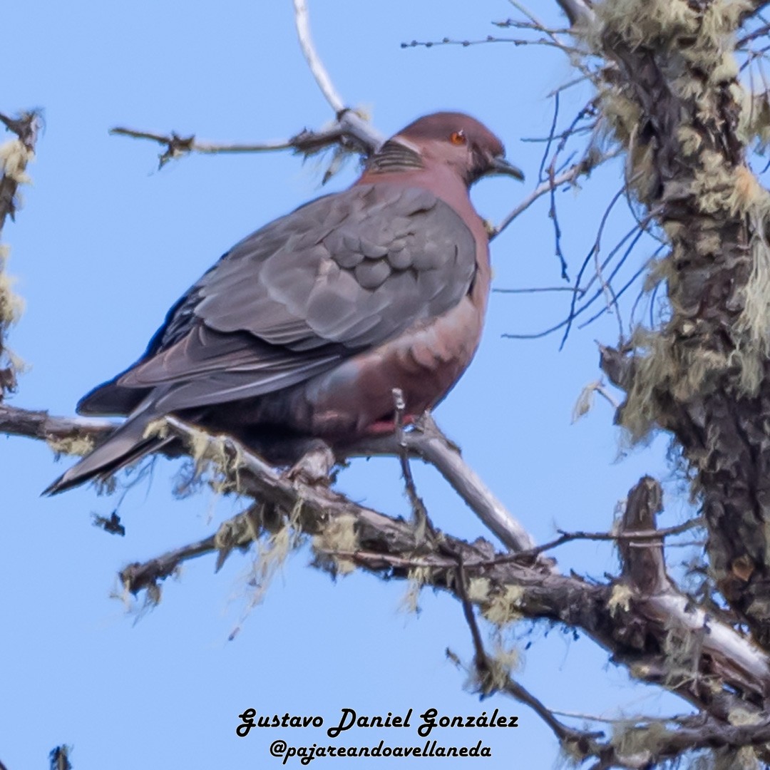 Chilean Pigeon - ML643959247