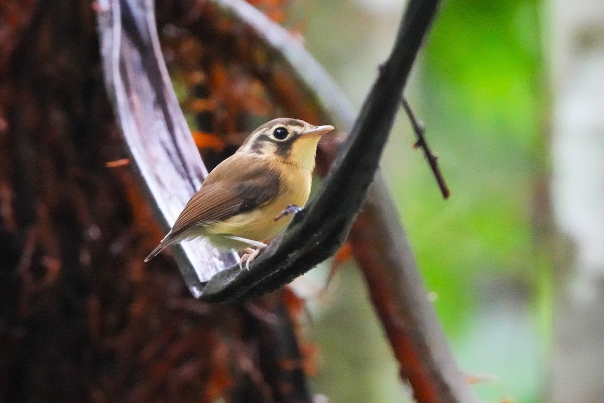 Gelbscheitel-Spatelschnabeltyrann - ML643959248