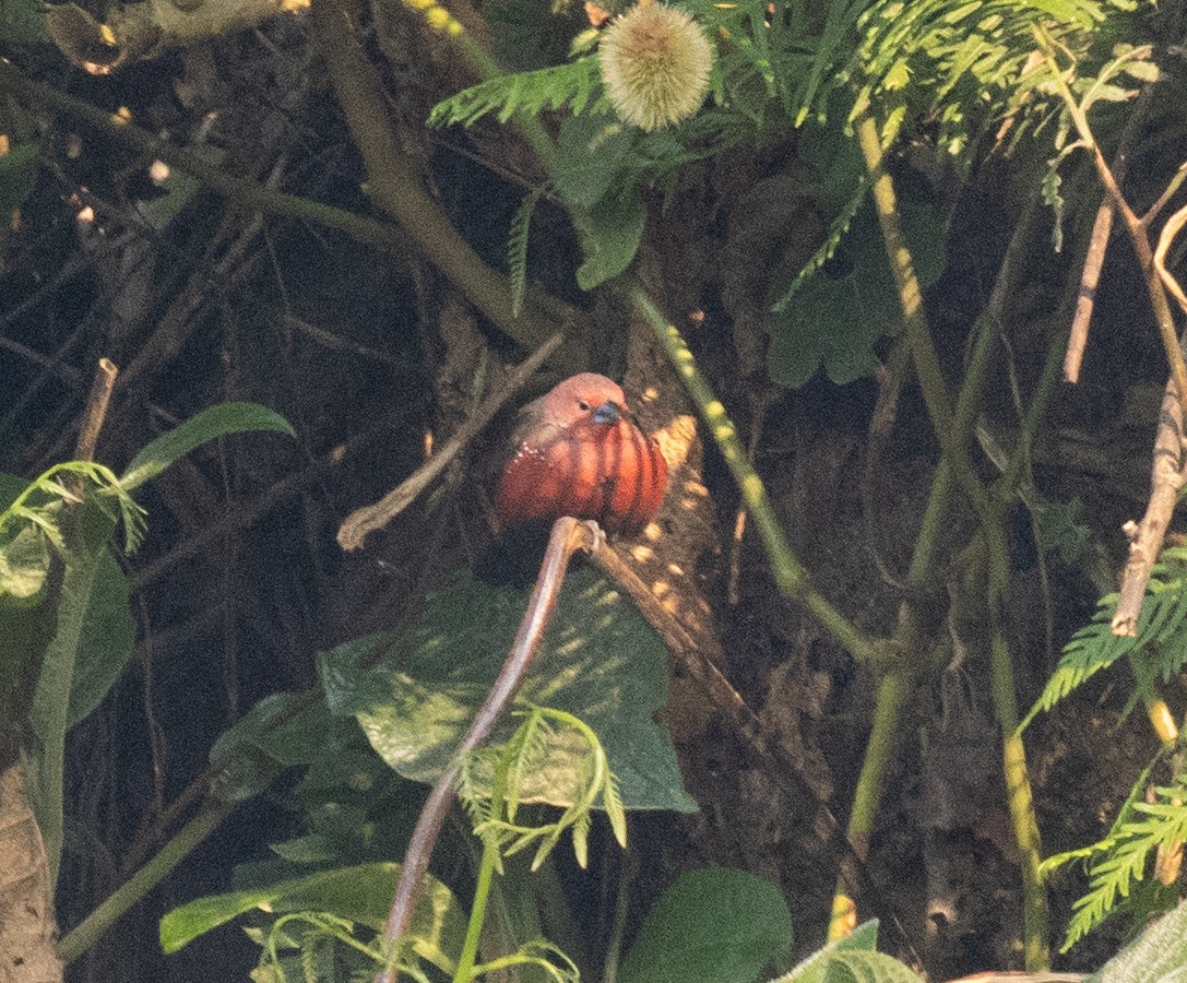 African Firefinch - ML643959249