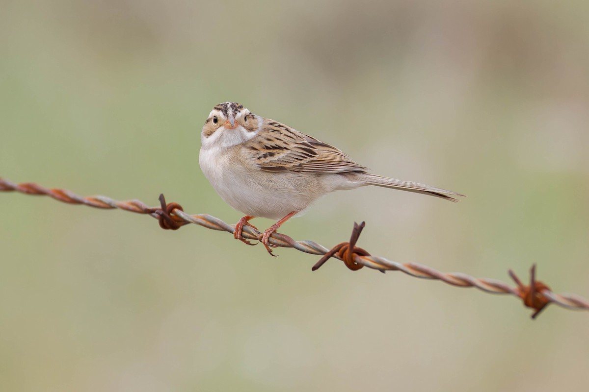 Clay-colored Sparrow - ML643959250