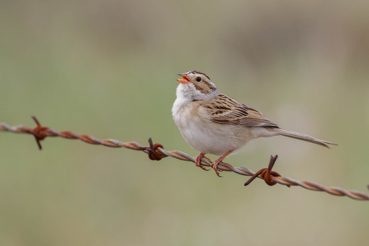 Clay-colored Sparrow - ML643959251