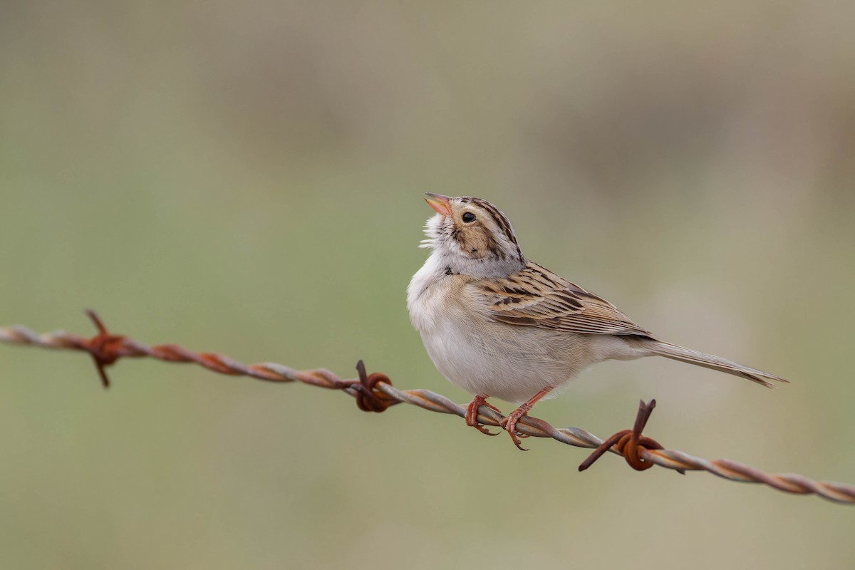 Clay-colored Sparrow - ML643959252