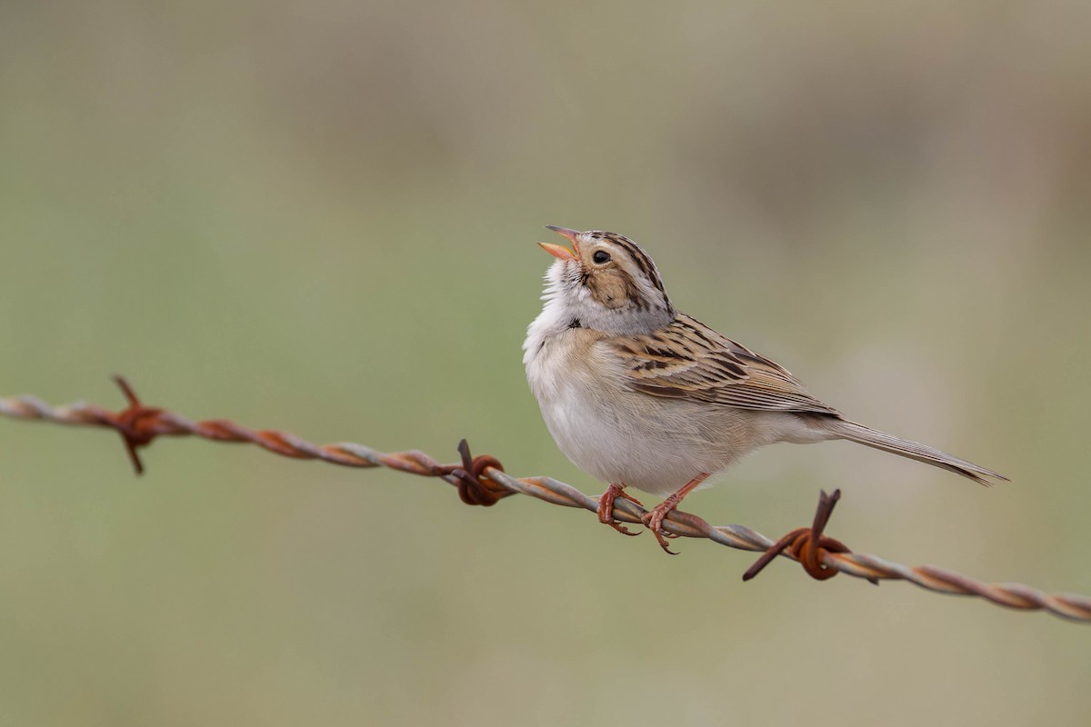 Clay-colored Sparrow - ML643959253