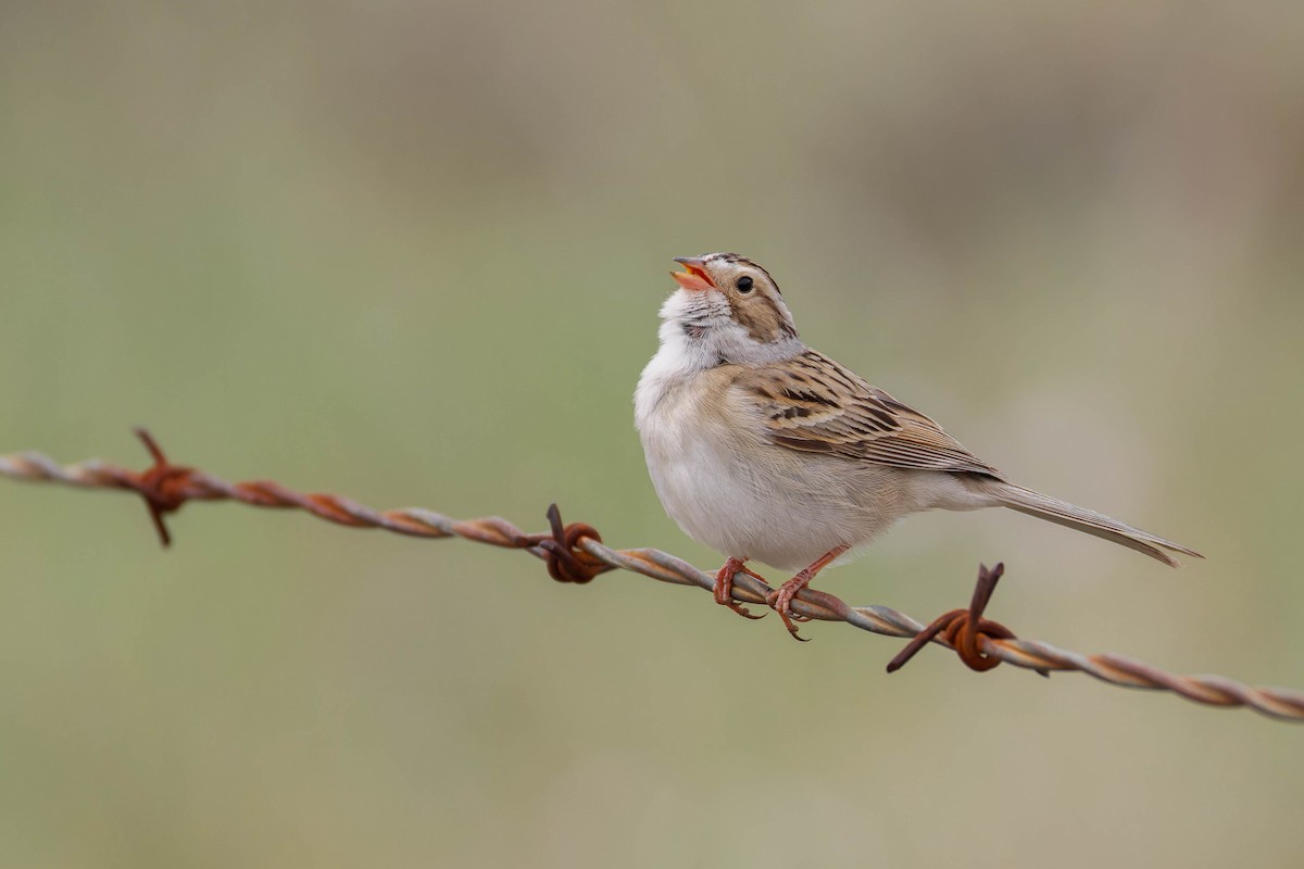 Clay-colored Sparrow - ML643959254