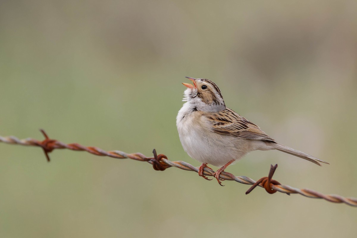 Clay-colored Sparrow - ML643959255